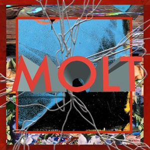 MOLT（モルト）アルバム一覧