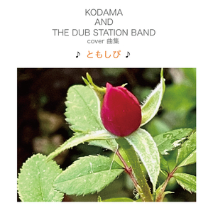 KODAMA AND THE DUB STATION BAND（コダマ アンド ザ ダブ ステーション バンド）アルバム一覧